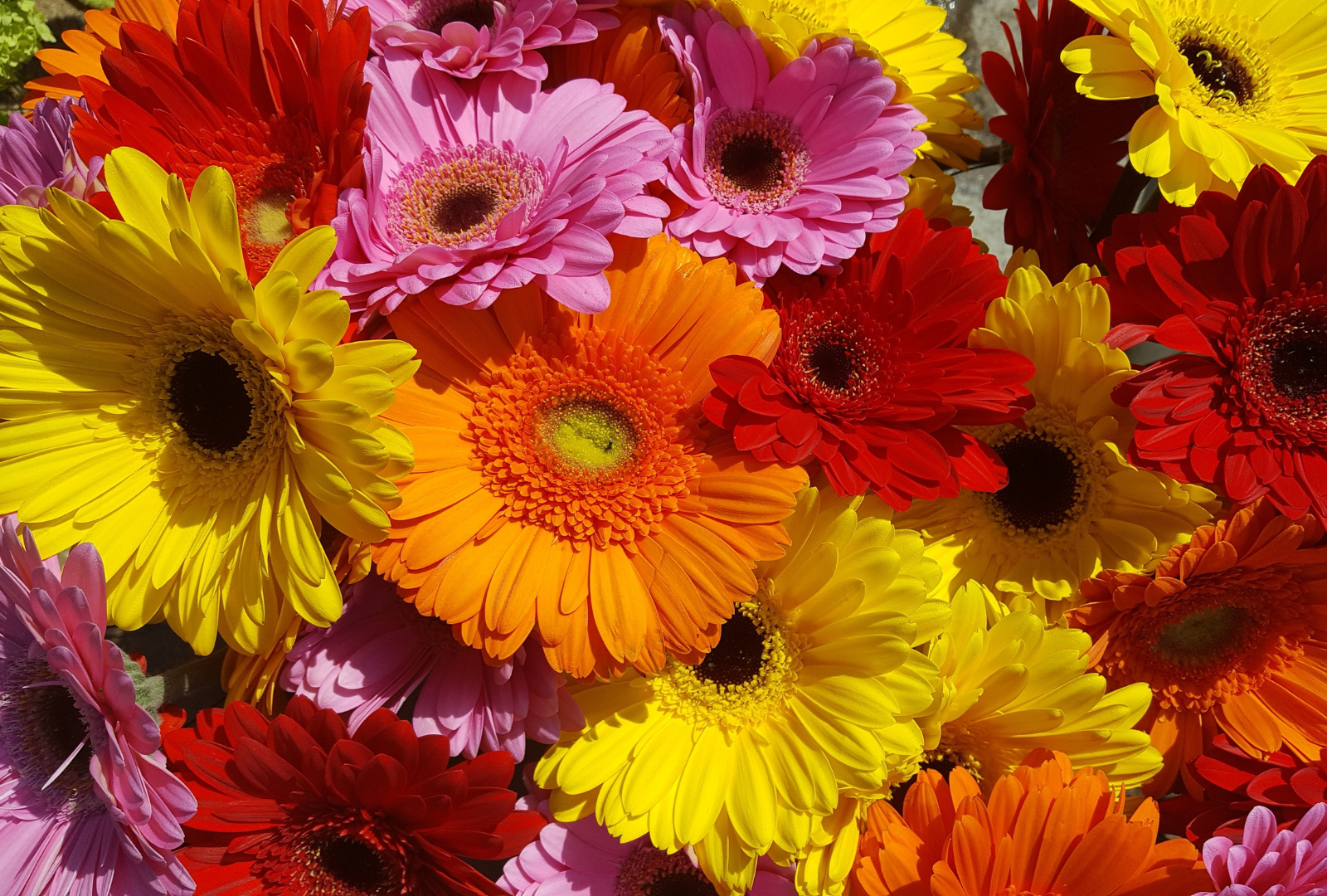 Renkli Gerbera Cümbüşü